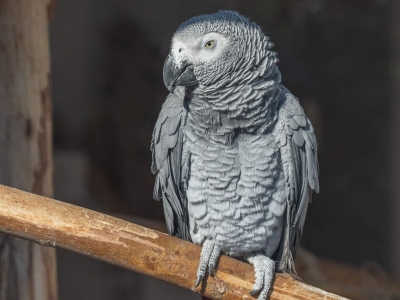 Grijze roodstaartpapegaai - De Zonnegloed - Dierenpark - Dieren opvangcentrum - Sanctuary